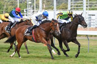 Last year's Desert Gold Stakes winner Nicoletta (NZ) (Savabeel).